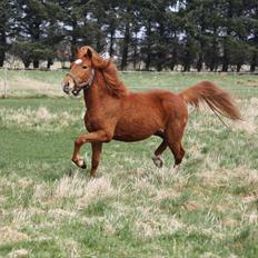 Anden særlig race Bella