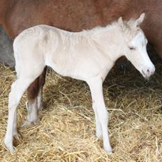 Welsh Partbred (Sec F) Agesergaards Golden Saga