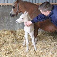 Welsh Partbred (Sec F) Agesergaards Golden Saga