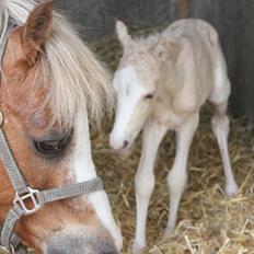Welsh Partbred (Sec F) Agesergaards Golden Saga