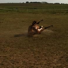Hollandsk Sportspony nancy