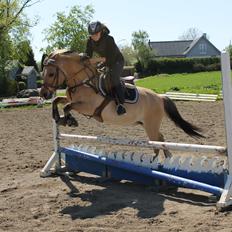 Anden særlig race Kontra