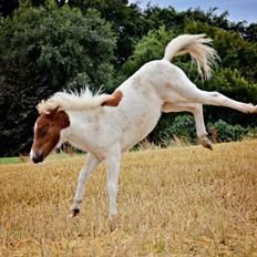 Shetlænder Lille kær