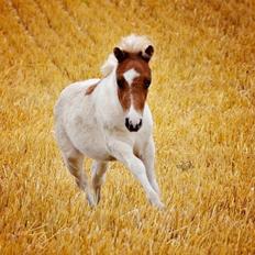 Shetlænder Lille kær