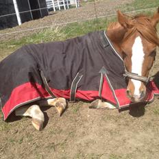 DSP Horsmarks Diva Duchess (SOLGT)