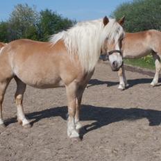 Haflinger Røgtergaardens Laika