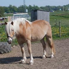 Haflinger Røgtergaardens Laika