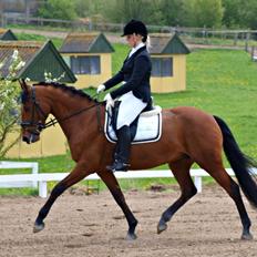 Dansk Varmblod Tanholms Triumph