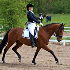 Dansk Varmblod Tanholms Triumph