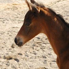 Dansk Varmblod Slæggerups Petacchi