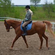 Arabisk fuldblod (OX) C.A. Mezat