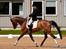 Trakehner Philippa - Foto: Animal-print