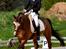 Trakehner Philippa - Foto: Animal-print