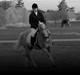 Tyroler Haflinger Aron II "BEBSEN"