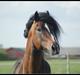 Welsh Cob (sec D) Glanvyrnwy Squire