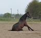 Dansk Varmblod Landeur (Litan) R.I.P