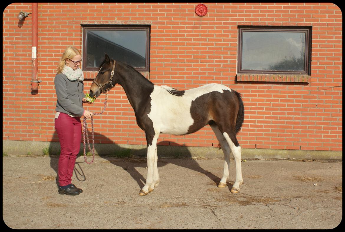 Pinto Skovsmindes Dorejo - 13/05/2013 billede 11