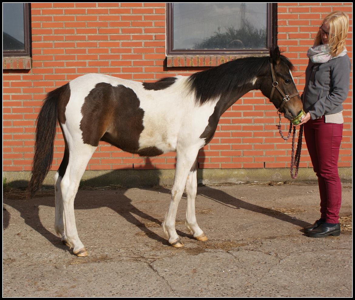 Pinto Skovsmindes Dorejo - 13/05/2013 billede 9