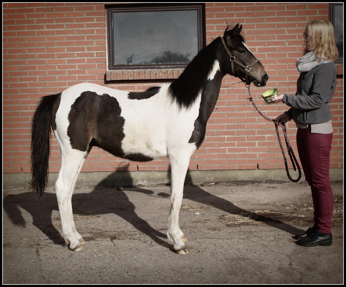 Pinto Skovsmindes Dorejo - 13/05/2013 billede 15