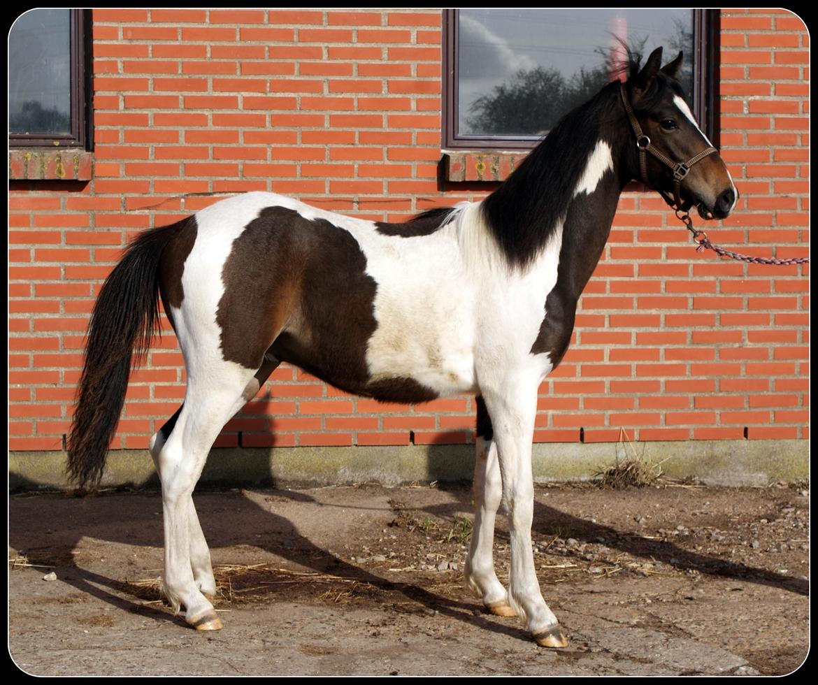 Pinto Skovsmindes Dorejo billede 7