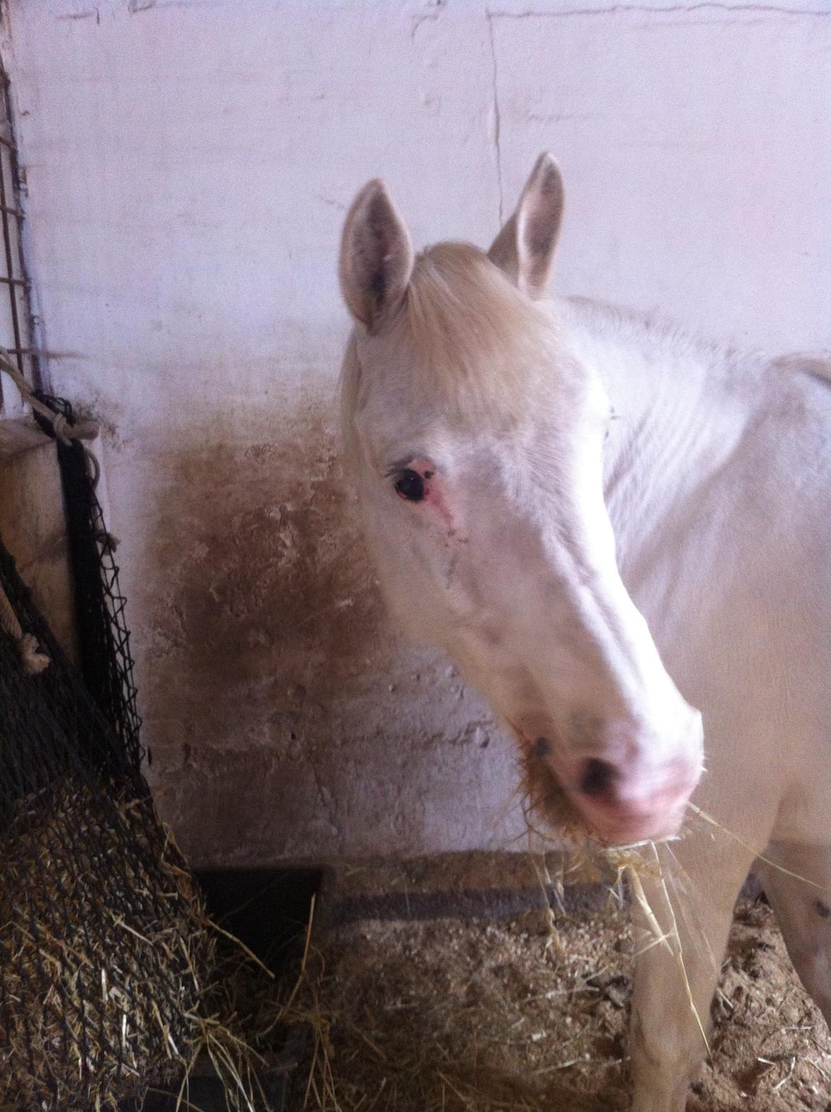 Knabstrupper Bøgelyens Dusty [tidligere hest] billede 1