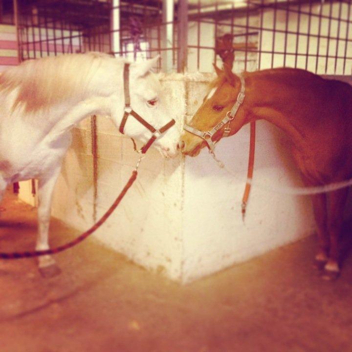 Knabstrupper Bøgelyens Dusty [tidligere hest] billede 2