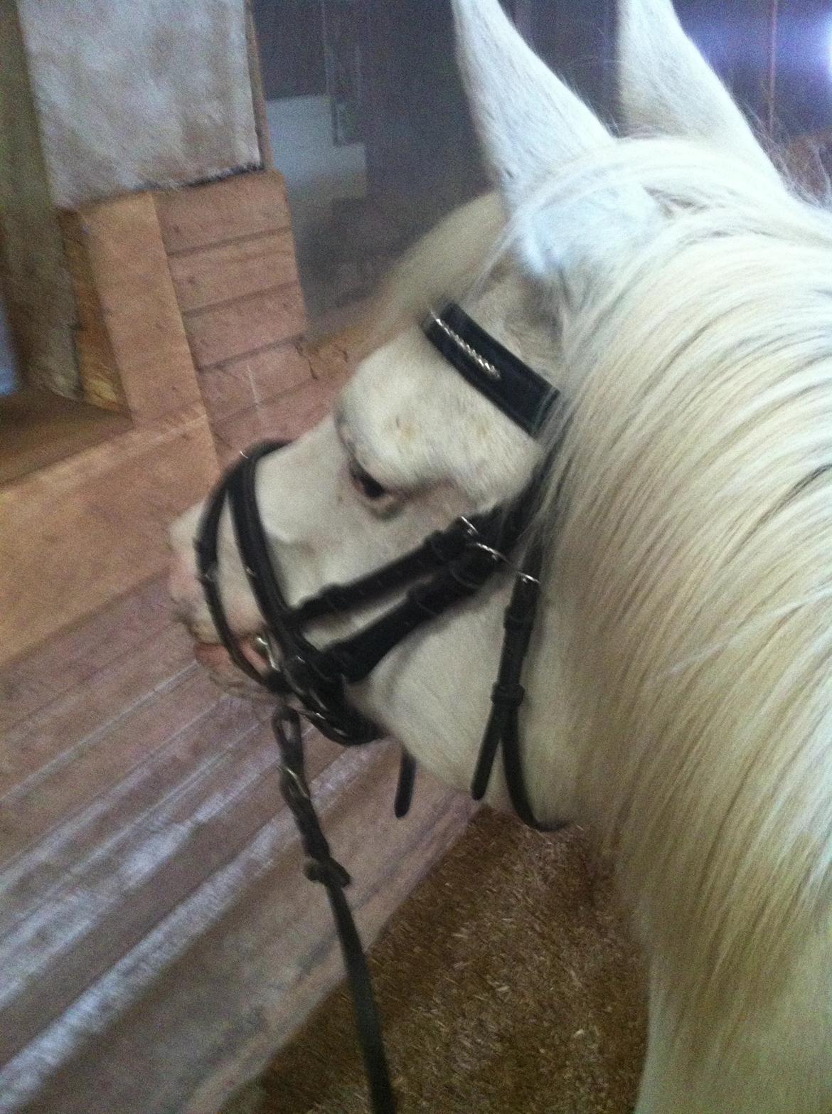 Knabstrupper Bøgelyens Dusty [tidligere hest] billede 3