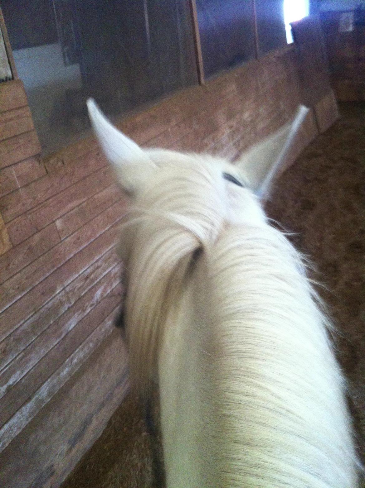 Knabstrupper Bøgelyens Dusty [tidligere hest] billede 4