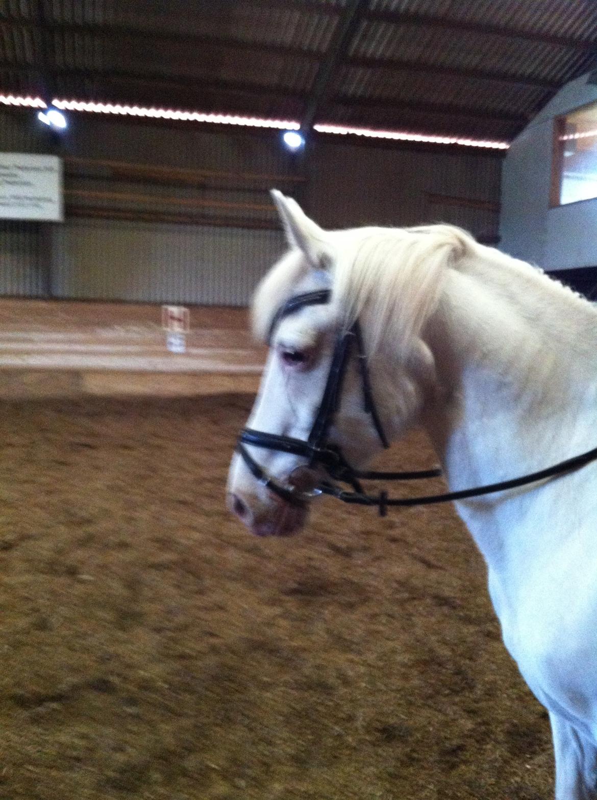 Knabstrupper Bøgelyens Dusty [tidligere hest] billede 5