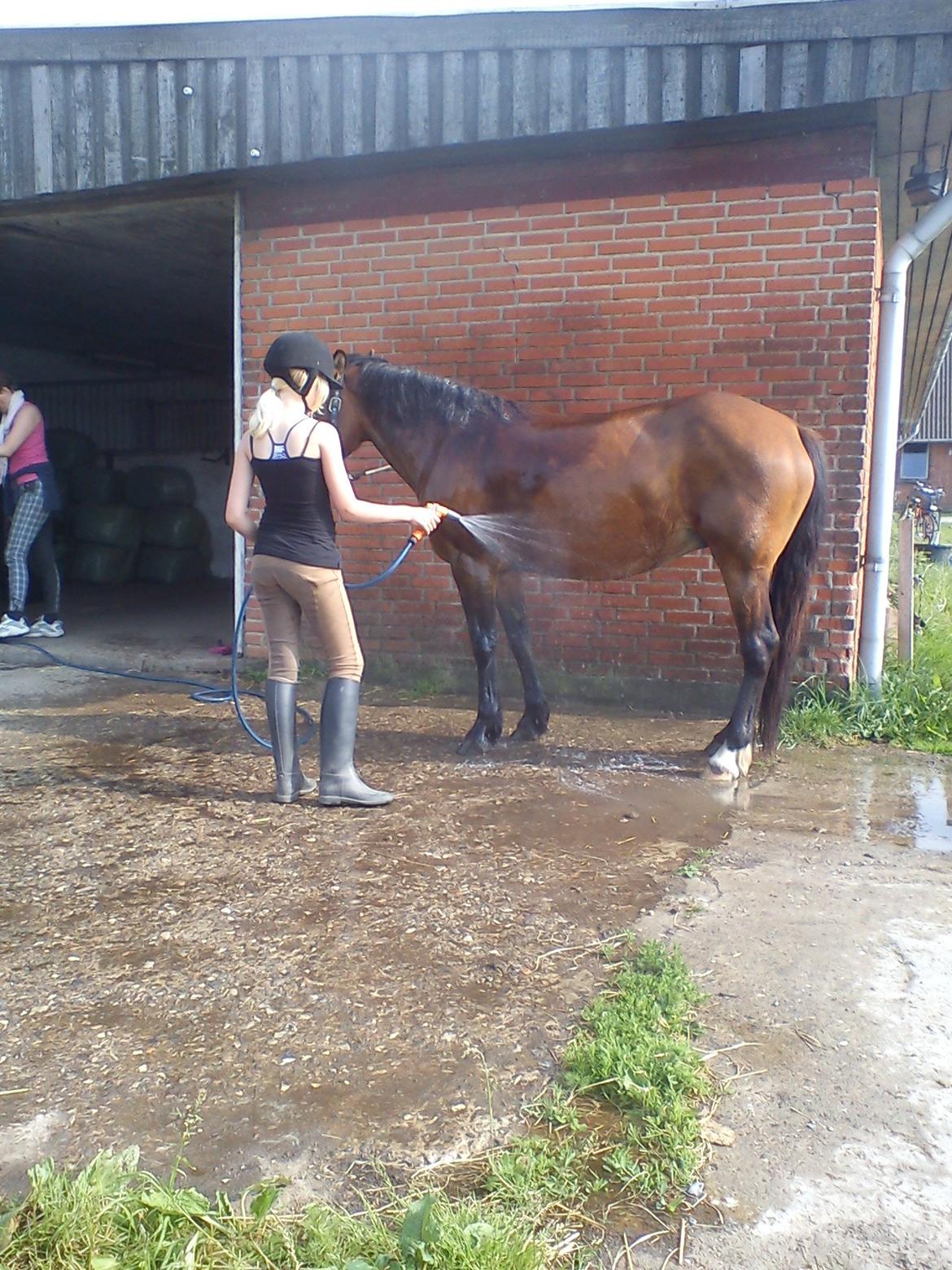 Anden særlig race Flicka  billede 3