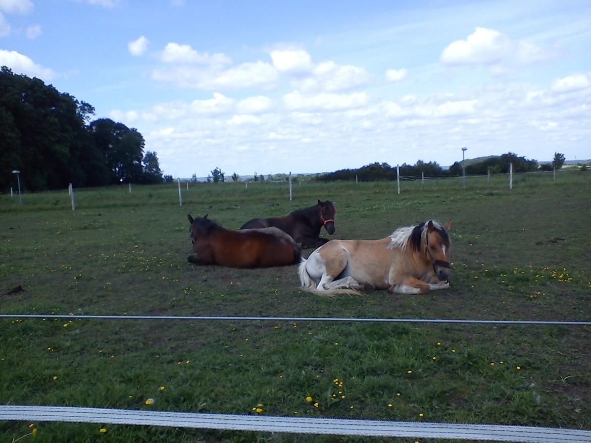 Anden særlig race Flicka  billede 4