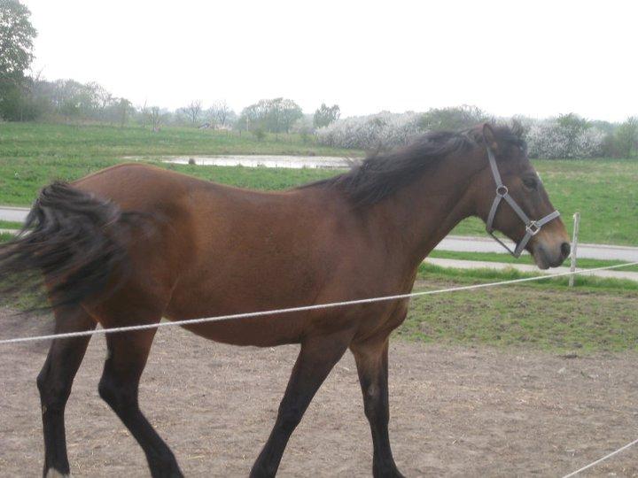 Anden særlig race Flicka  billede 5