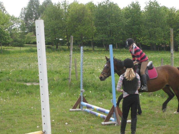 Anden særlig race Flicka  billede 10