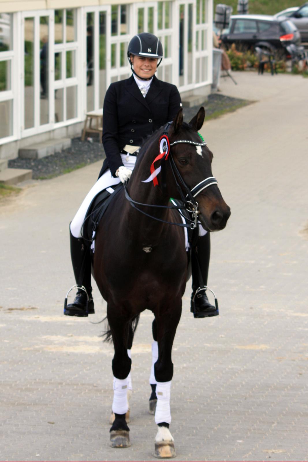 Dansk Varmblod Lindehøjs Leneiux (Kompis) - Nr. 5 til Ecco-cup 2013  billede 1