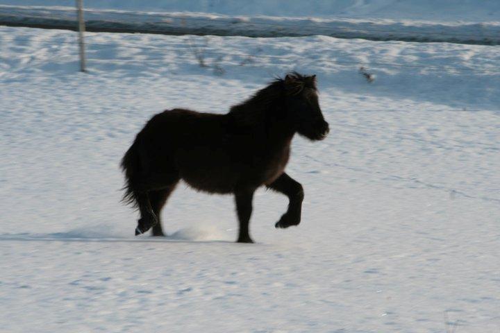 Islænder Síríus fra Frisendal - Trav, vinteren 2010 billede 16