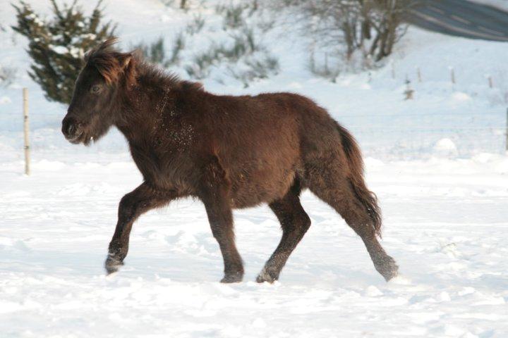 Islænder Síríus fra Frisendal - Pas, vinteren 2010 billede 17