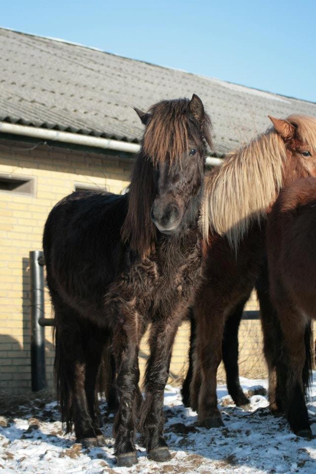 Islænder Síríus fra Frisendal - Síríus, vinteren 2011 billede 19