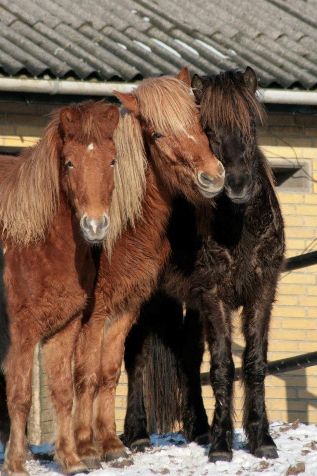 Islænder Síríus fra Frisendal - Síríus med sine buddies ;)! billede 20