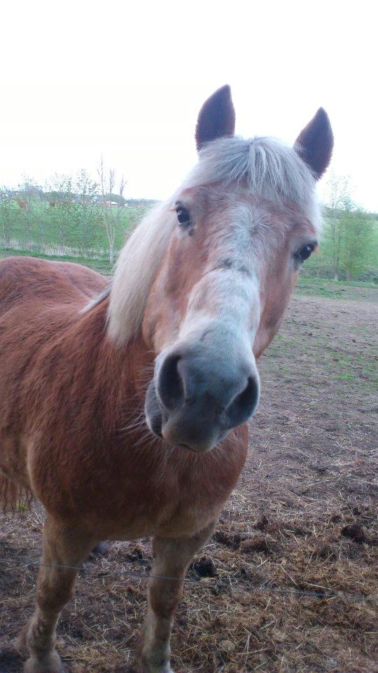Haflinger Asterix - (15) billede 15