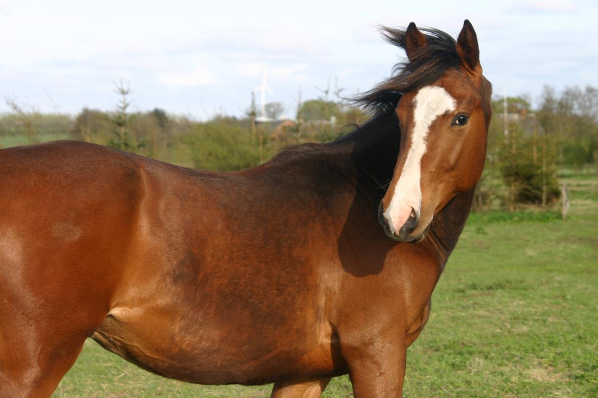 Dansk Varmblod Santos billede 18