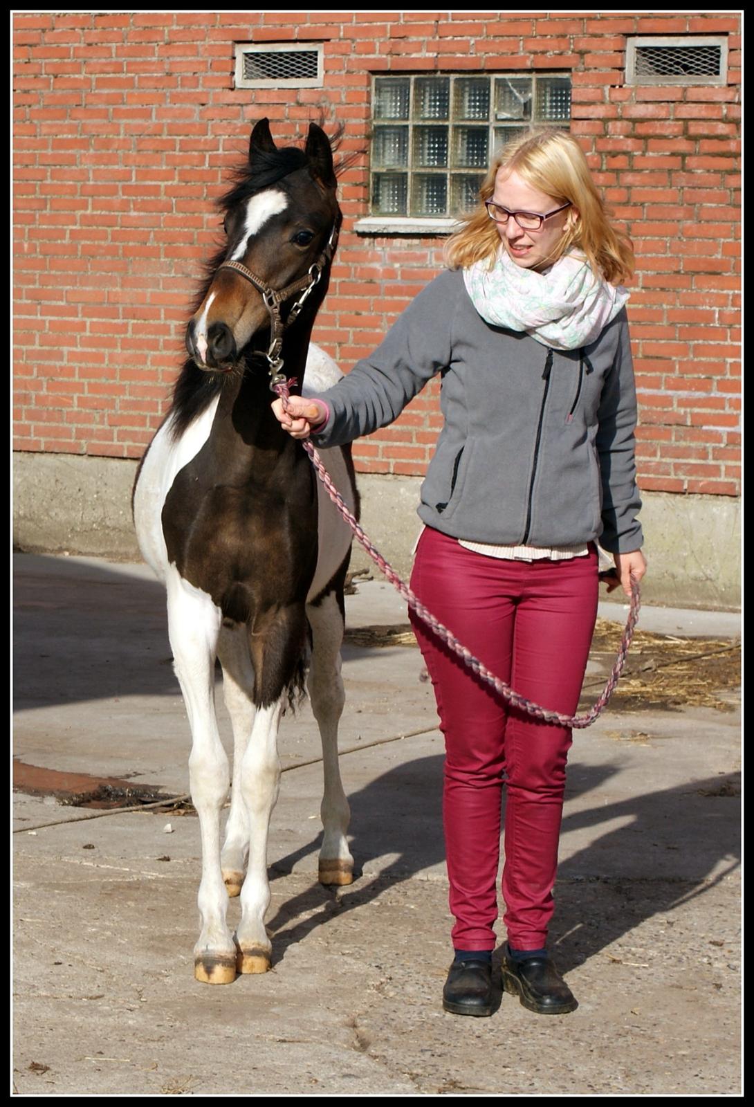 Pinto Skovsmindes Dorejo billede 4