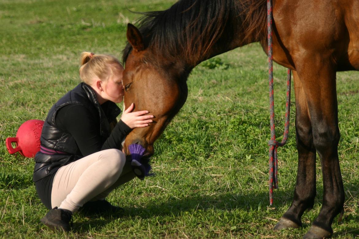 Dansk Varmblod Santos billede 14