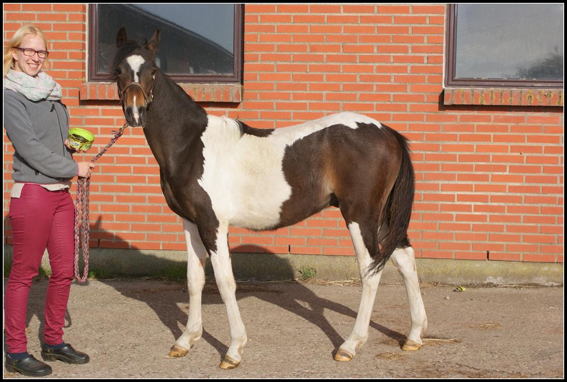 Pinto Skovsmindes Dorejo - 13/05/2013 billede 12