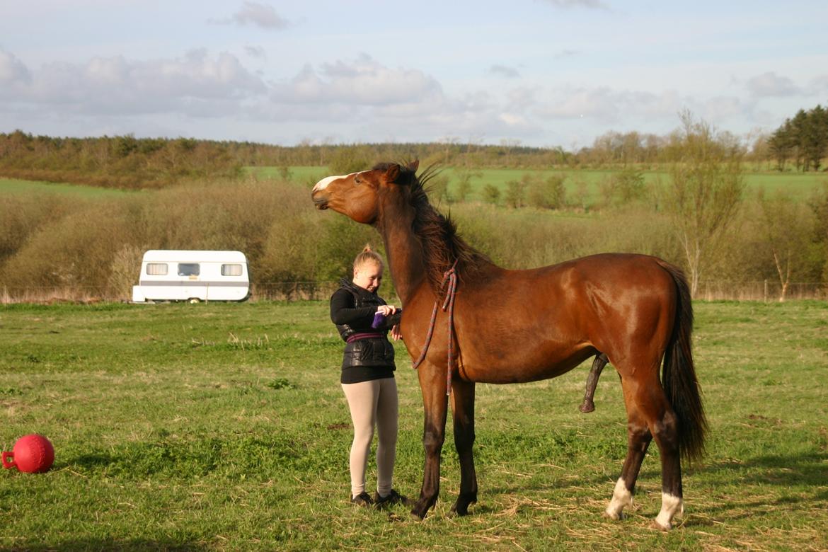 Dansk Varmblod Santos billede 17