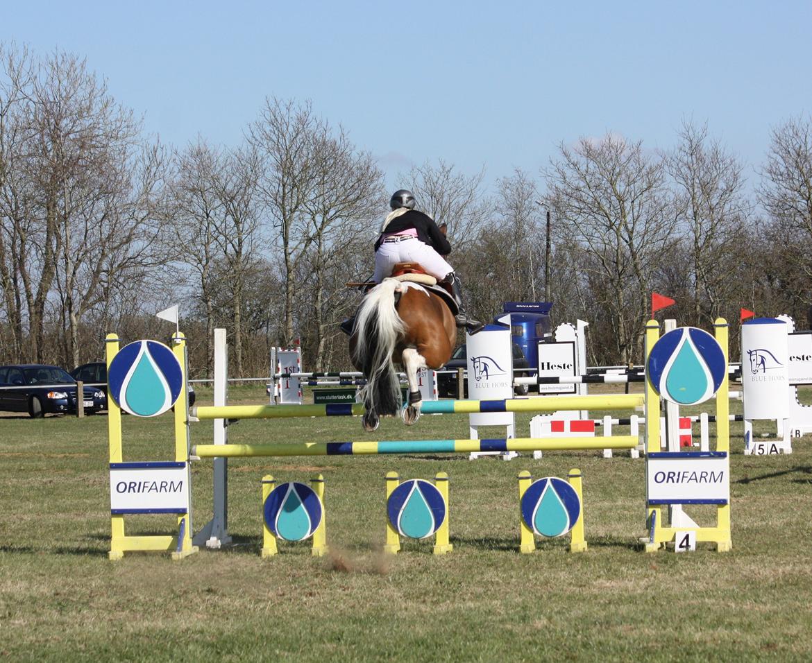 Pinto QUINTO HØJGÅRD  *STJERNE* - Sdr.hygum 2013 LA** SHR CUP met B1. her i oms. 125 cm.   billede 3