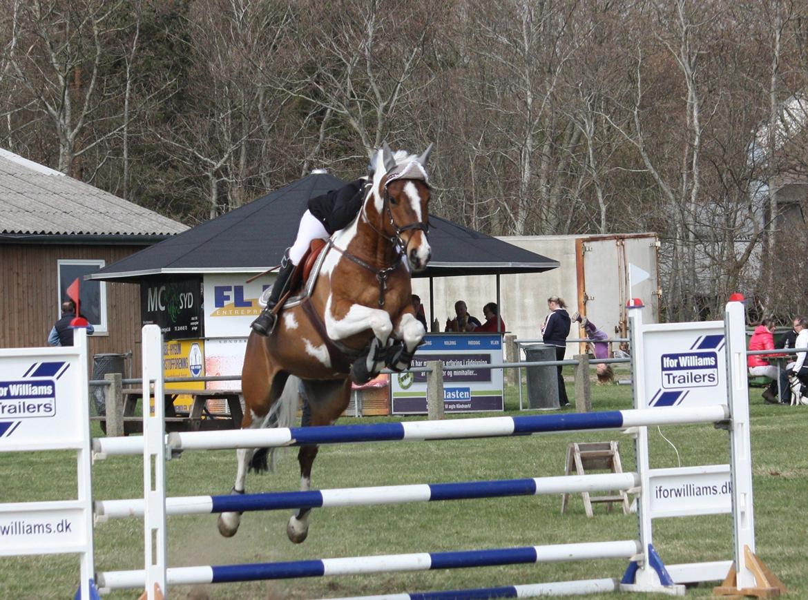 Pinto QUINTO HØJGÅRD  *STJERNE* - Sdr.hygum 2013 Quinto og jeg i MB* 125 cm klasse 3.plads billede 4