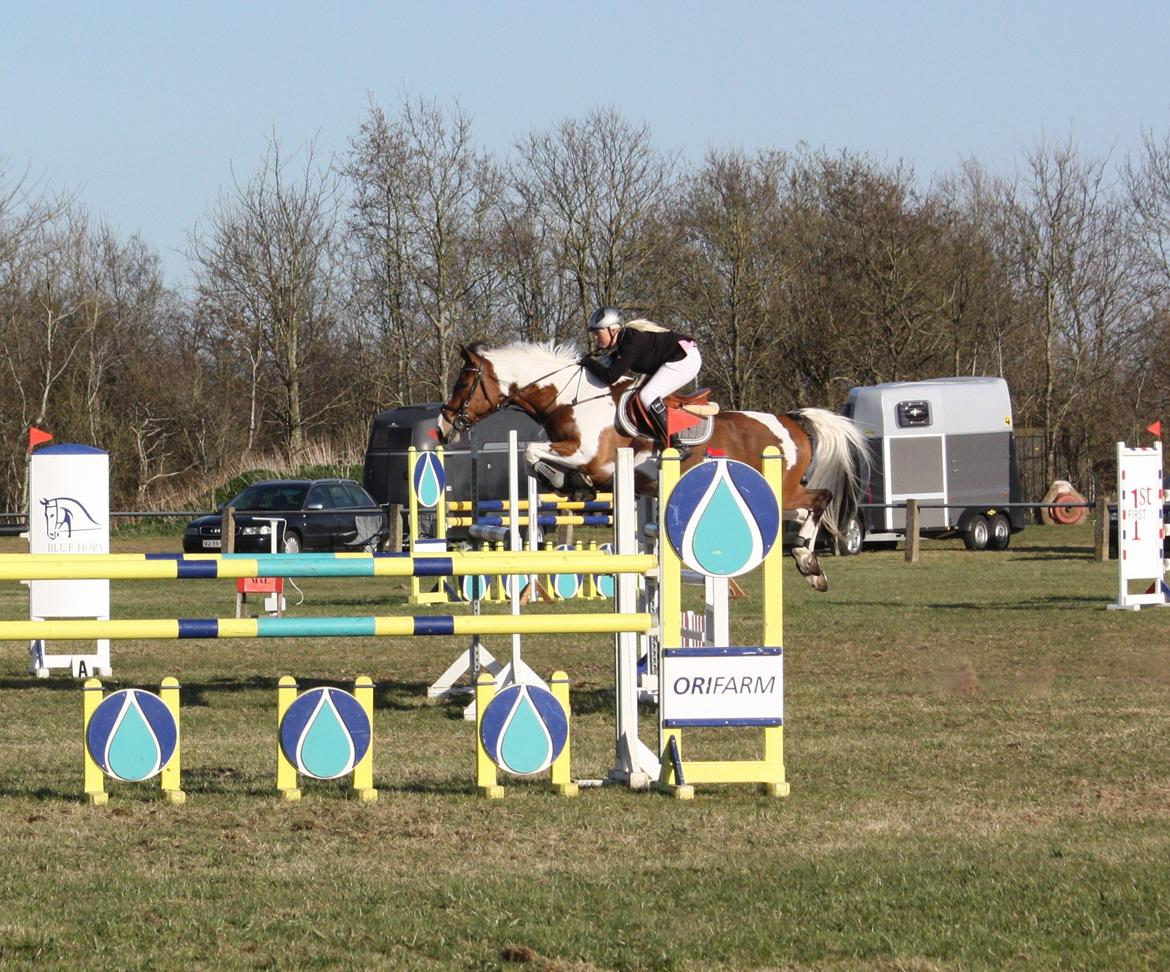 Pinto QUINTO HØJGÅRD  *STJERNE* - Sdr.hygum 2013 MB** 130 cm klasse. han var super springende. billede 5