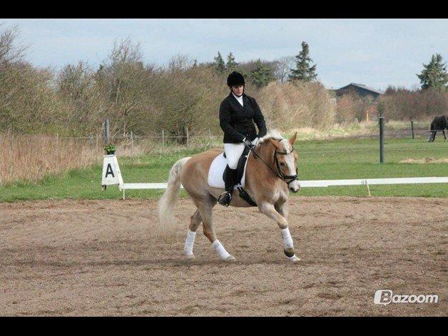 Tyroler Haflinger Aron II "BEBSEN" billede 6