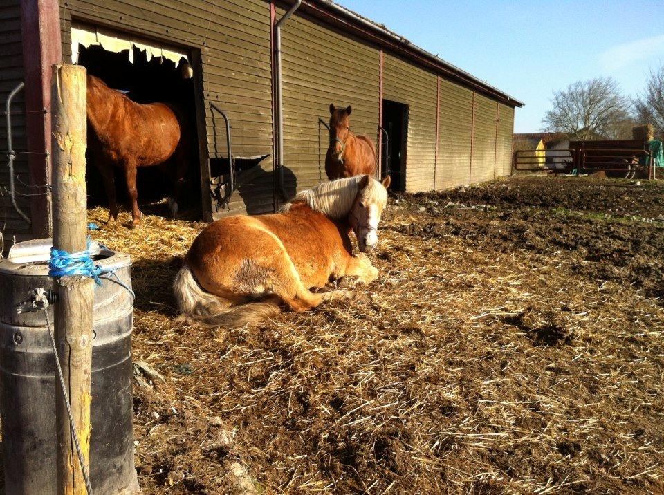 Haflinger Asterix - (5) Asse, lige fra morgenstunden <3 billede 5
