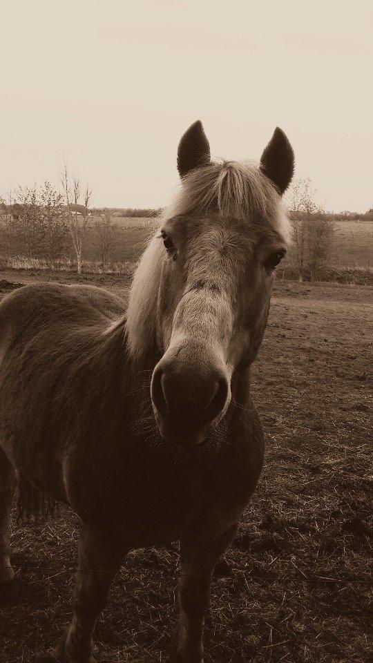 Haflinger Asterix - (2) Smuk hyp! billede 2